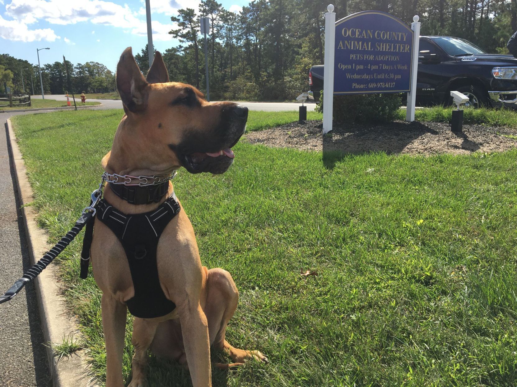 shelter dogs (3).jpeg